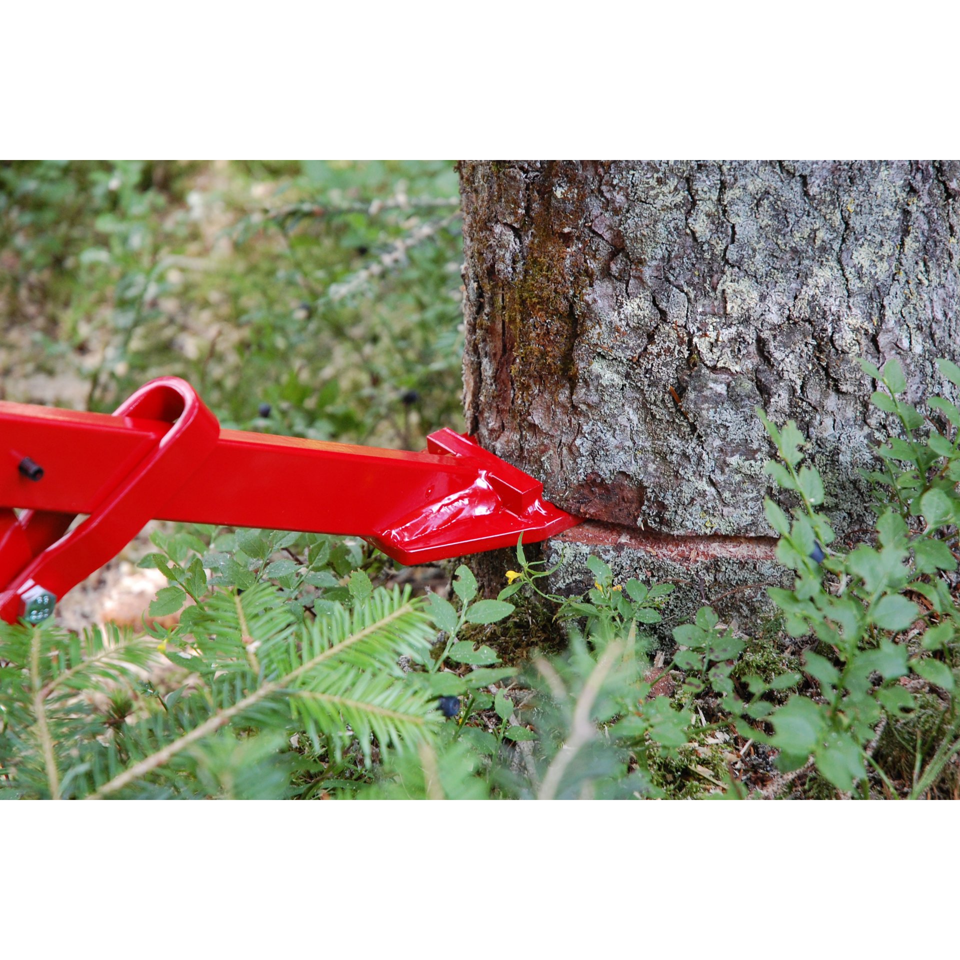 Pflanze, Baum, Draußen, Natur, Blatt