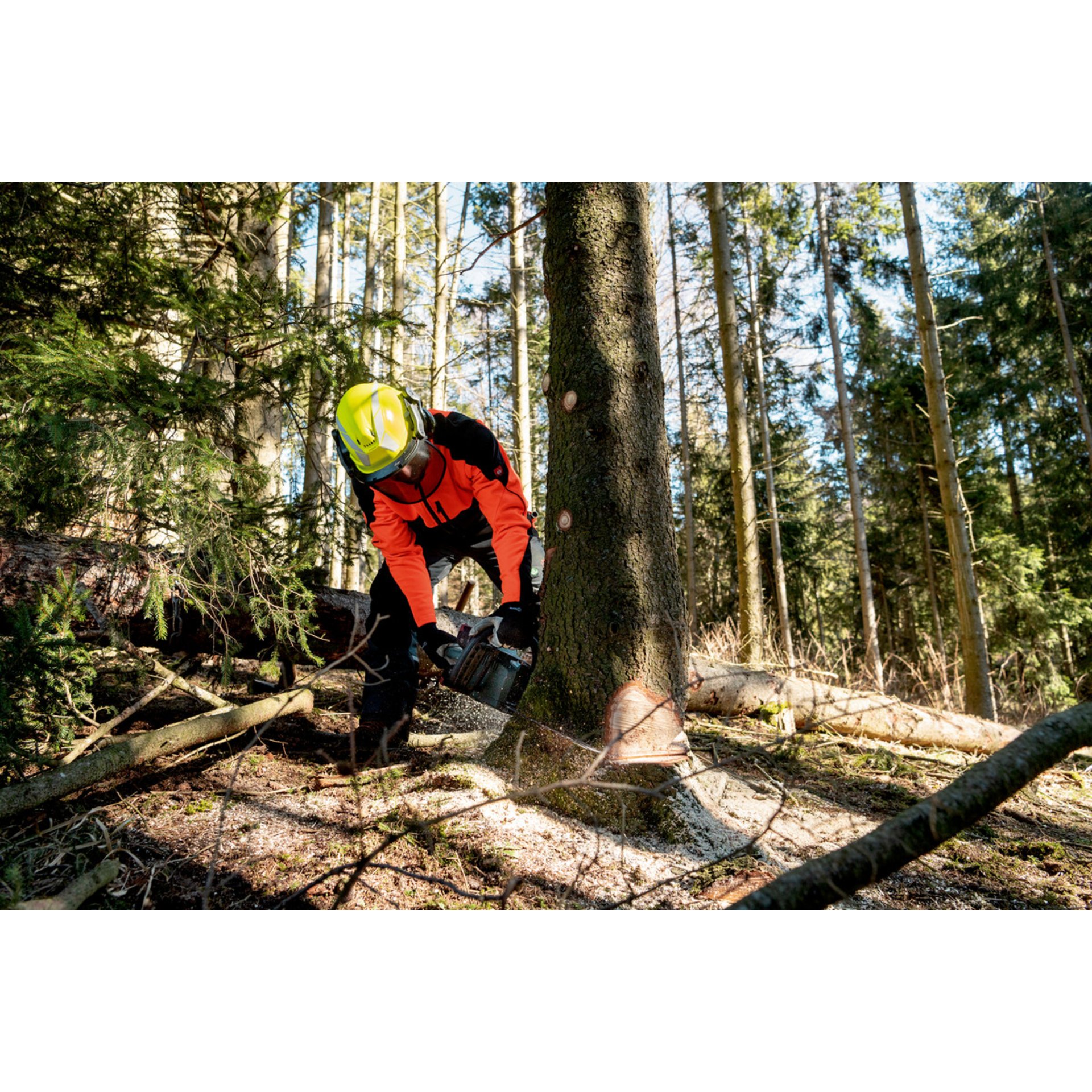 Pflanzenwuchs, Schutzhelm, Baum, Person, Wald