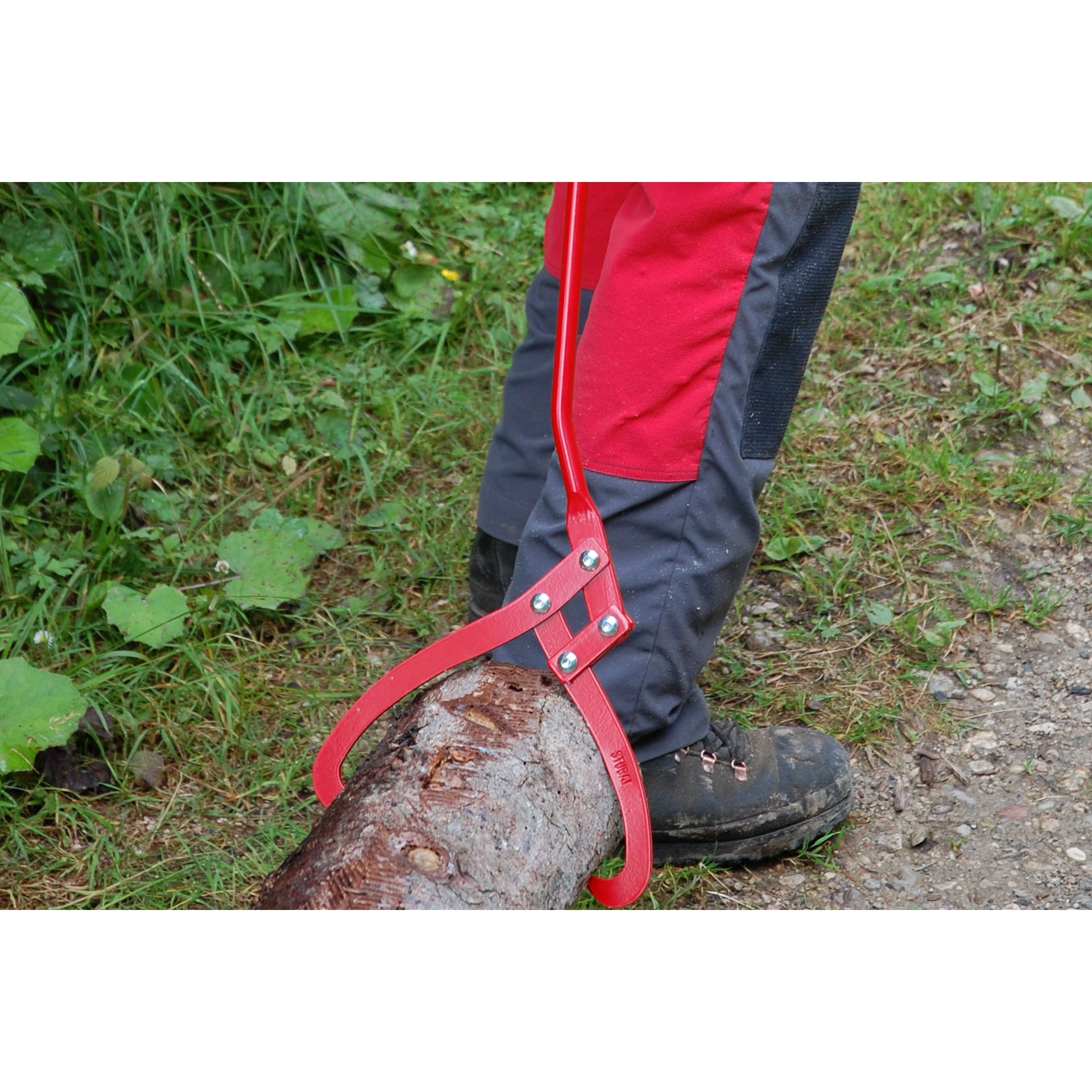 Pflanze, Baum, Kleidung, Hosen